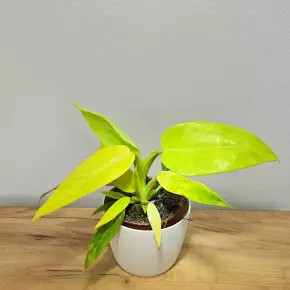 Philodendron Culkins Gold