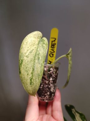 Scindapsus marble Queen