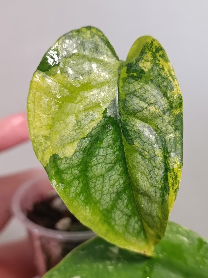 Monstera Siltepecana Aurea | Aukce rostlin