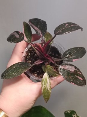 Philodendron pink princess (marble)