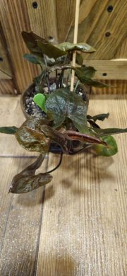 Syngonium pink chocolatte