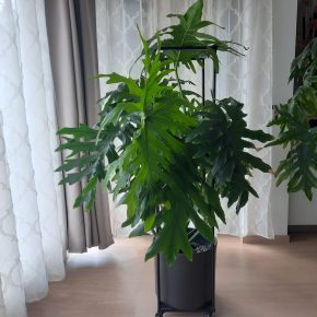 Philodendron bipinnatifidum Kopie