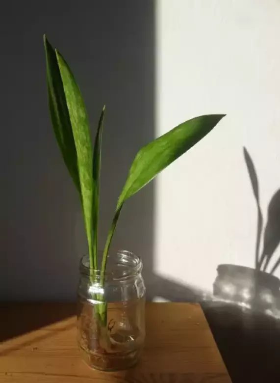 concinna celková.webp