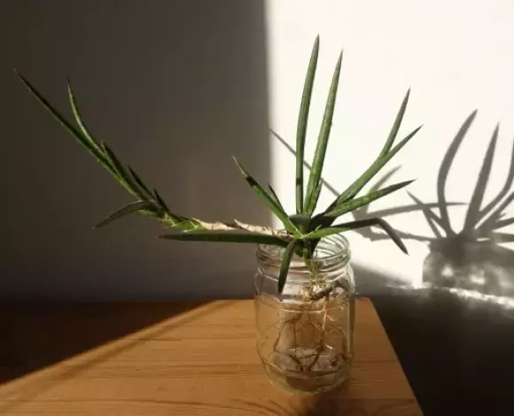 gracilis celk.webp