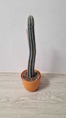 Kaktus z rodu Pilosocereus
