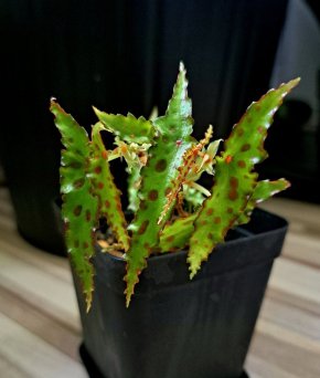 1 Begonia Amphioxus