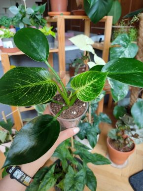 Philodendron Birkin