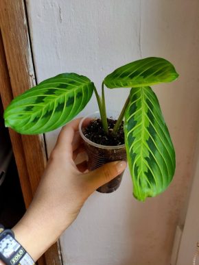 Marantha Lemon Lime