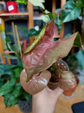 Syngonium Neon Robusta