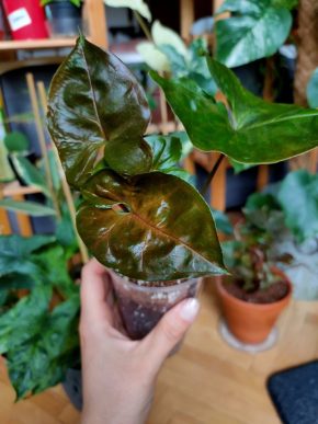 Syngonium Dark Maria