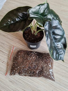 5l Substrát pro Alocasie, monstery, filodendron, syngonium a epipremnum