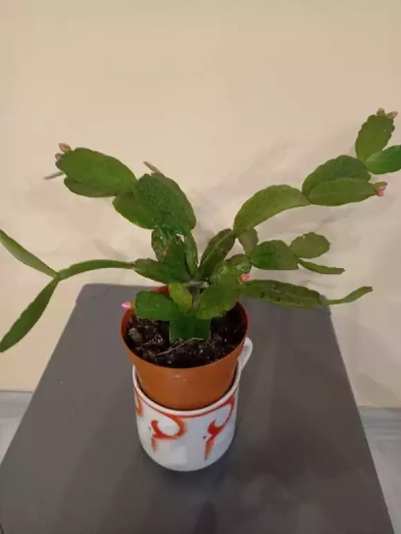 Velikonon kaktus | Aukce rostlin