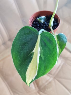 Philodendron Cream Splash - baby rostlinka