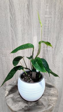 Epipremnum pinnatum variegata menší