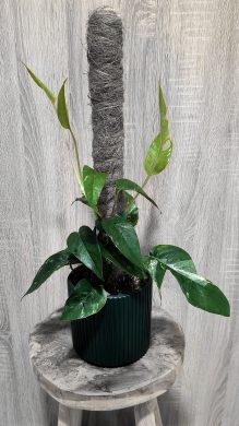 Epipremnum pinnatum variegata větší