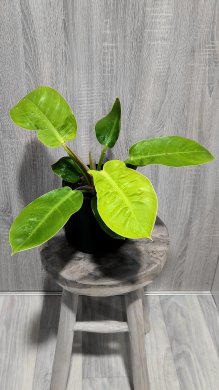 Philodendron imperial gold