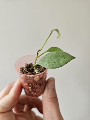 Hoya lacunosa 'Mint'