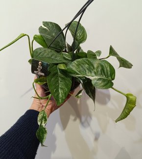 Epipremnum pinnatum variegata 1