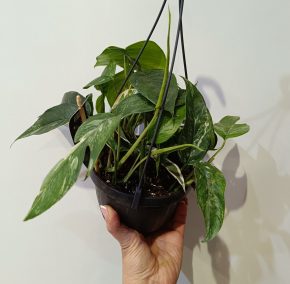 Epipremnum pinnatum variegata 2