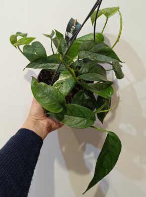 Epipremnum pinnatum variegata 3