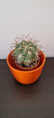 Gymnocalycium saglionis