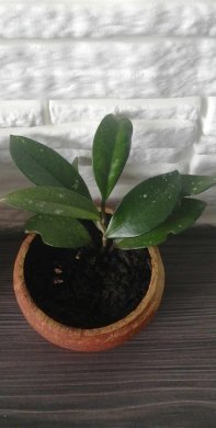 Hoja masitá (Hoya carnosa) - voskovka masitá