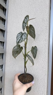 philodendron brandtianum