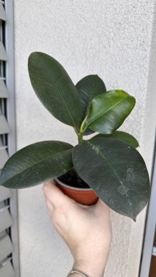 ficus elastica