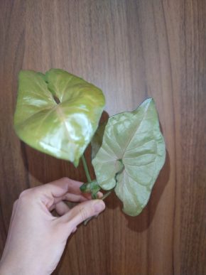 Syngonium Yellow Pink
