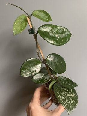 Hoya carnosa spotted (Splash Black / Dark Leaves)