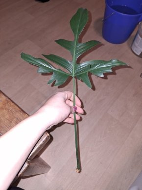 Philodendron glad hands