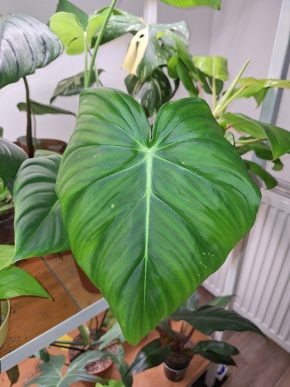 Philodendron mcdowell - velký