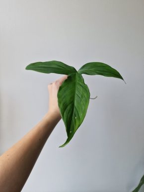 Philodendron Camposportoanum