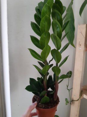 Zamioculas zamiifolia
