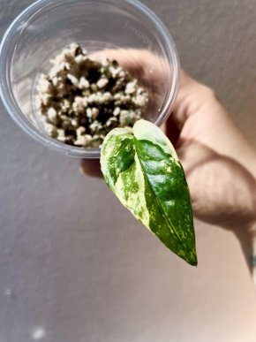 Epipremnum Pinnatum var/3