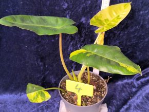 Philodendron Burle Marx variegated - vzácný sbírkový i dekorativní krasavec