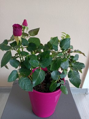 Mini růže
