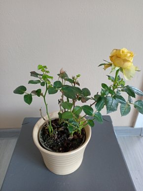 Mini růže
