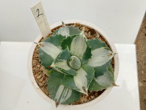 Agave potatorum cv. ouhi-raijin variegata