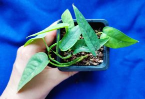 Epipremum pinnatum Cebu Blue