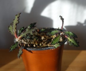 Sukulent, pryšec, miniatura, Euphorbia