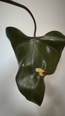 Philodendron Dark Lord 3