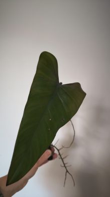 Philodendron Dark Lord 1