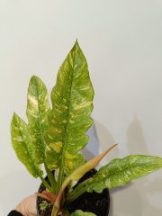 IMG_20240417_122249.jpg