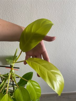 Philodendron malay gold
