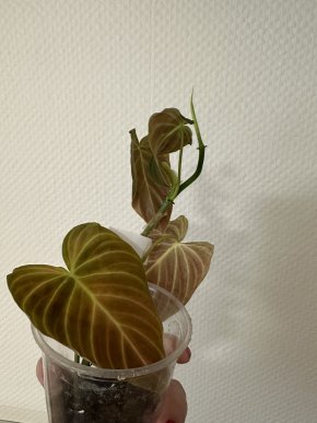 Philodendron El Choco Red 1