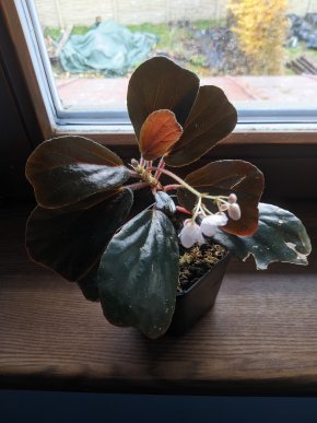 Begonia blancii dark