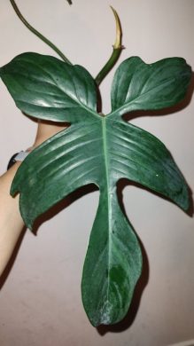 Filodendron Florida