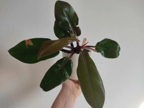 Philodendron prince of Orange