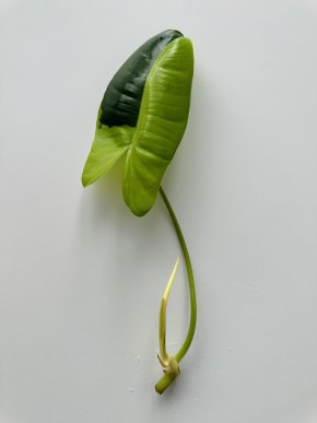 Philodendron Burle Marx Variegata - Řízek